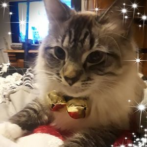 Meet your Posher, Art